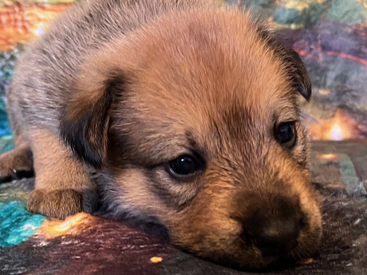 chinook puppy